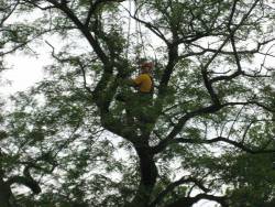 rooien van een acacia boom in Prinsenbeek